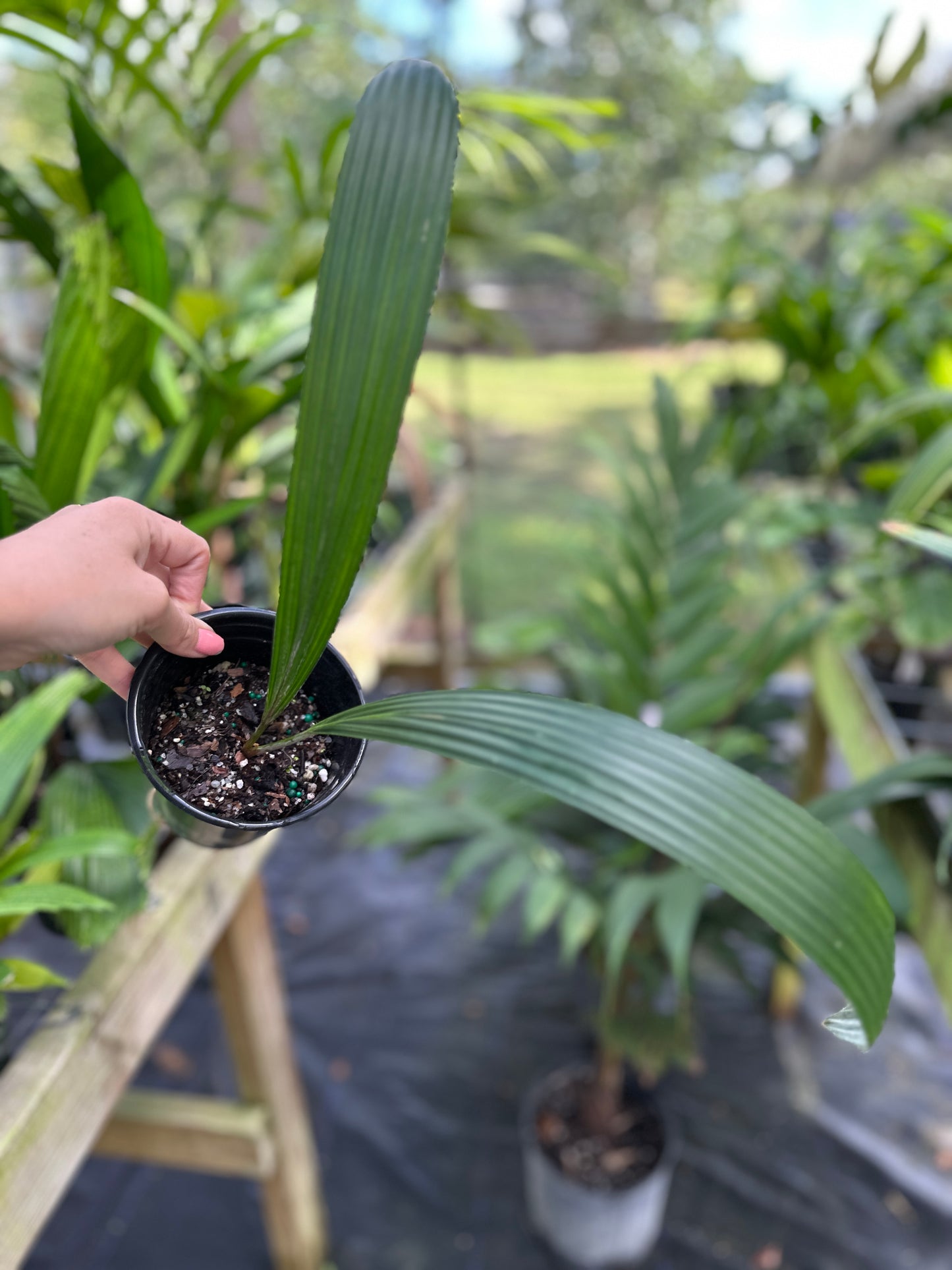 Sabinaria magnifica Rare Palm