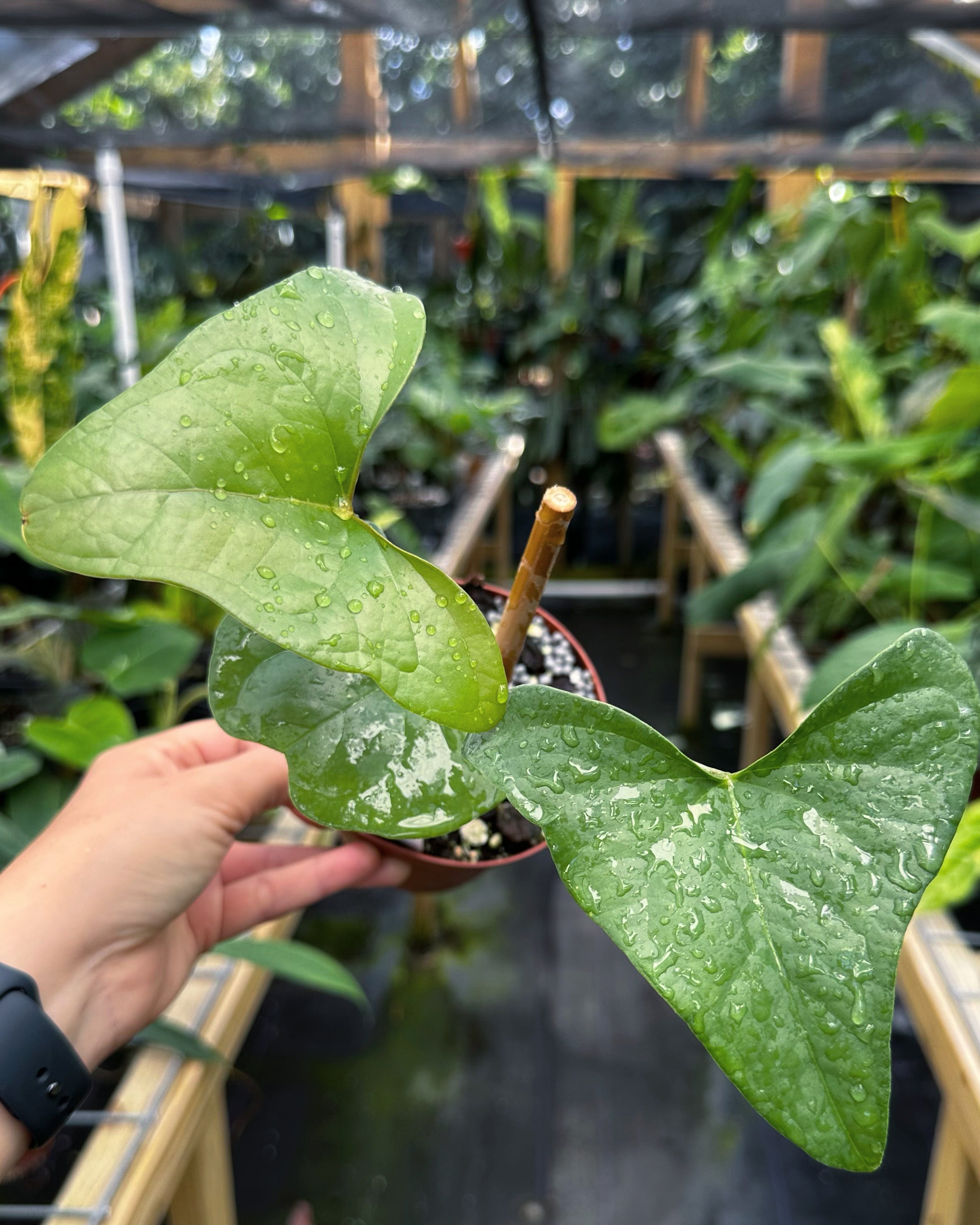 anthurium brenesii Anthurium Berriozabalense *Ree Gardens – Top Notch Tropical