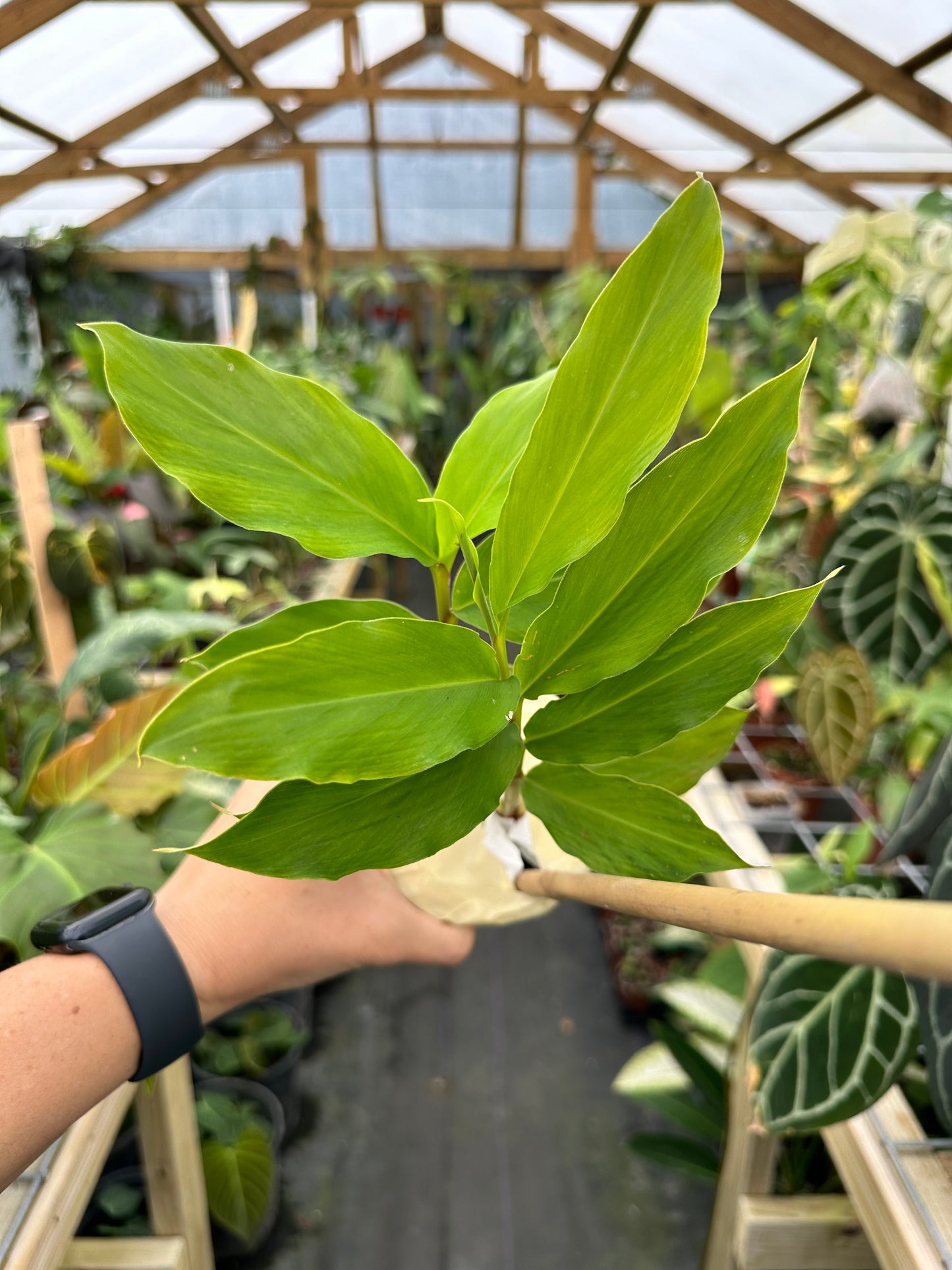 Alpinia Nutans, False Cardamom