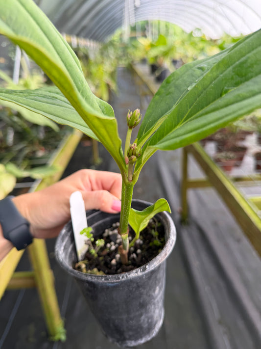 Medinilla apoensis