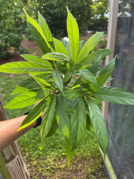 Rare Ficus Squamosa