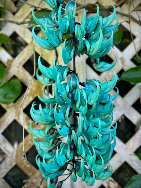 Rare Strongylodon macrobotrys, Turquoise Jade Vine