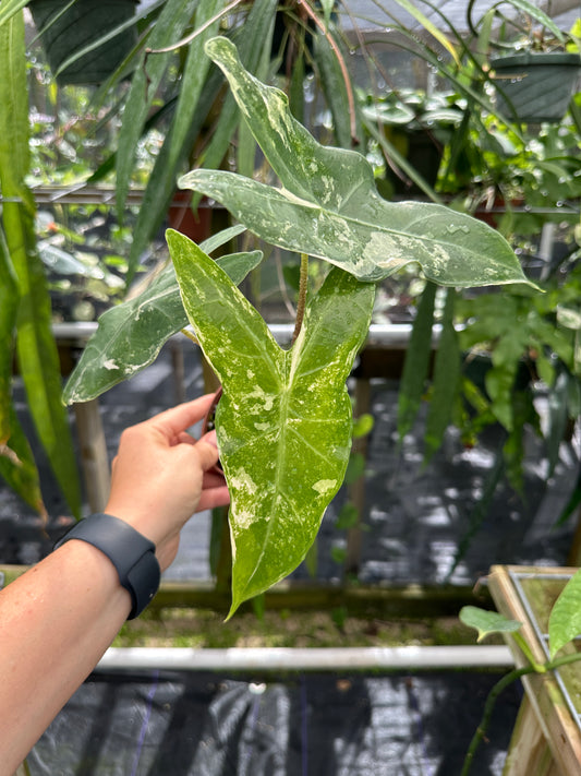Alocasia longiloba variegated