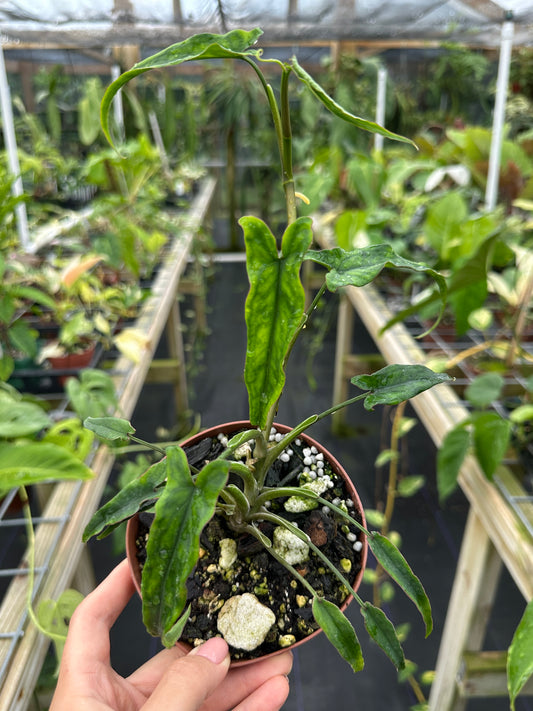 Syngonium sp. "Lance Leaf"