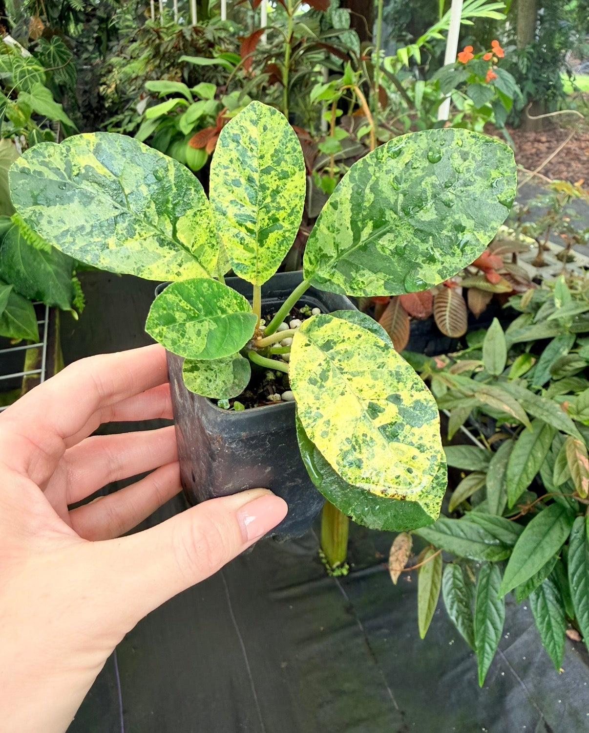 Dorstenia sp. variegated