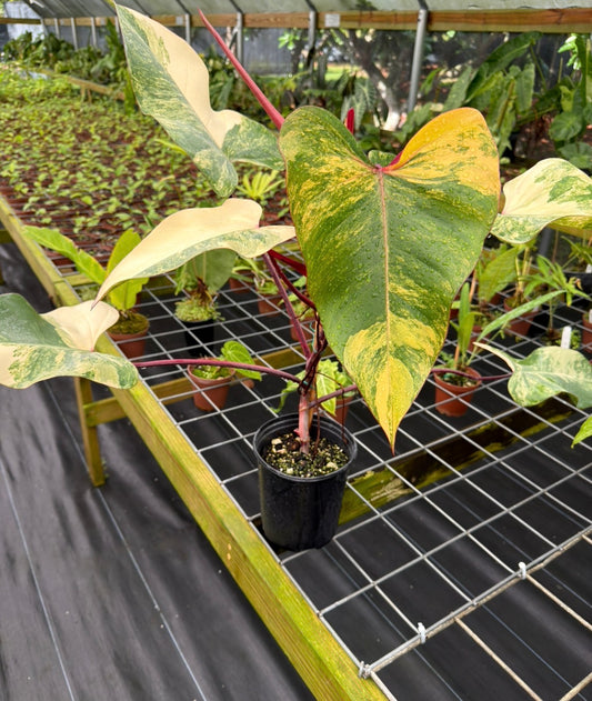 Philodendron 'Strawberry Shake' Large, LOCAL PICK UP SPECIAL