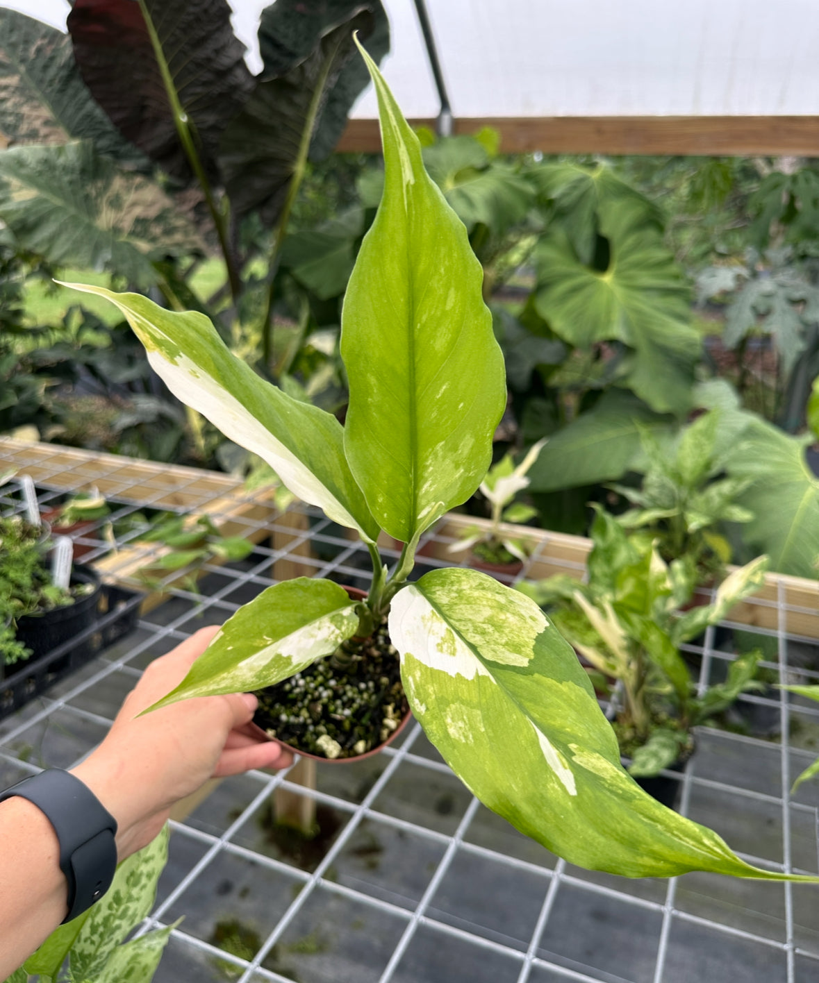 Aglaonema modestum 'Spilt Milk'