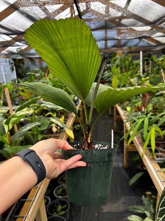 Licuala orbicularis Large