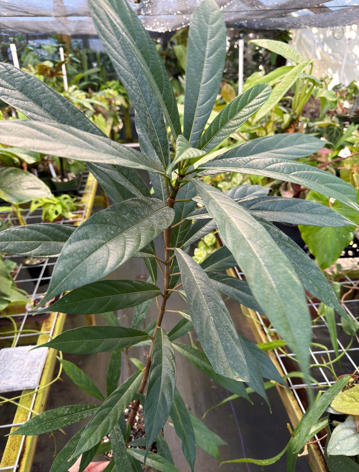 Large Ficus Squamosa, EXACT PLANT, LOCAL PICK UP SPECIAL