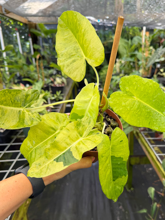 Philodendron Burle Marx Mint variegated