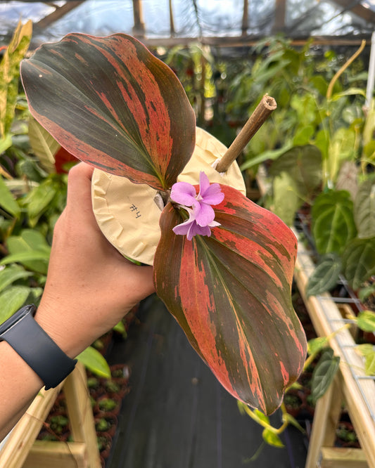 Kaempferia sp. pink variegated