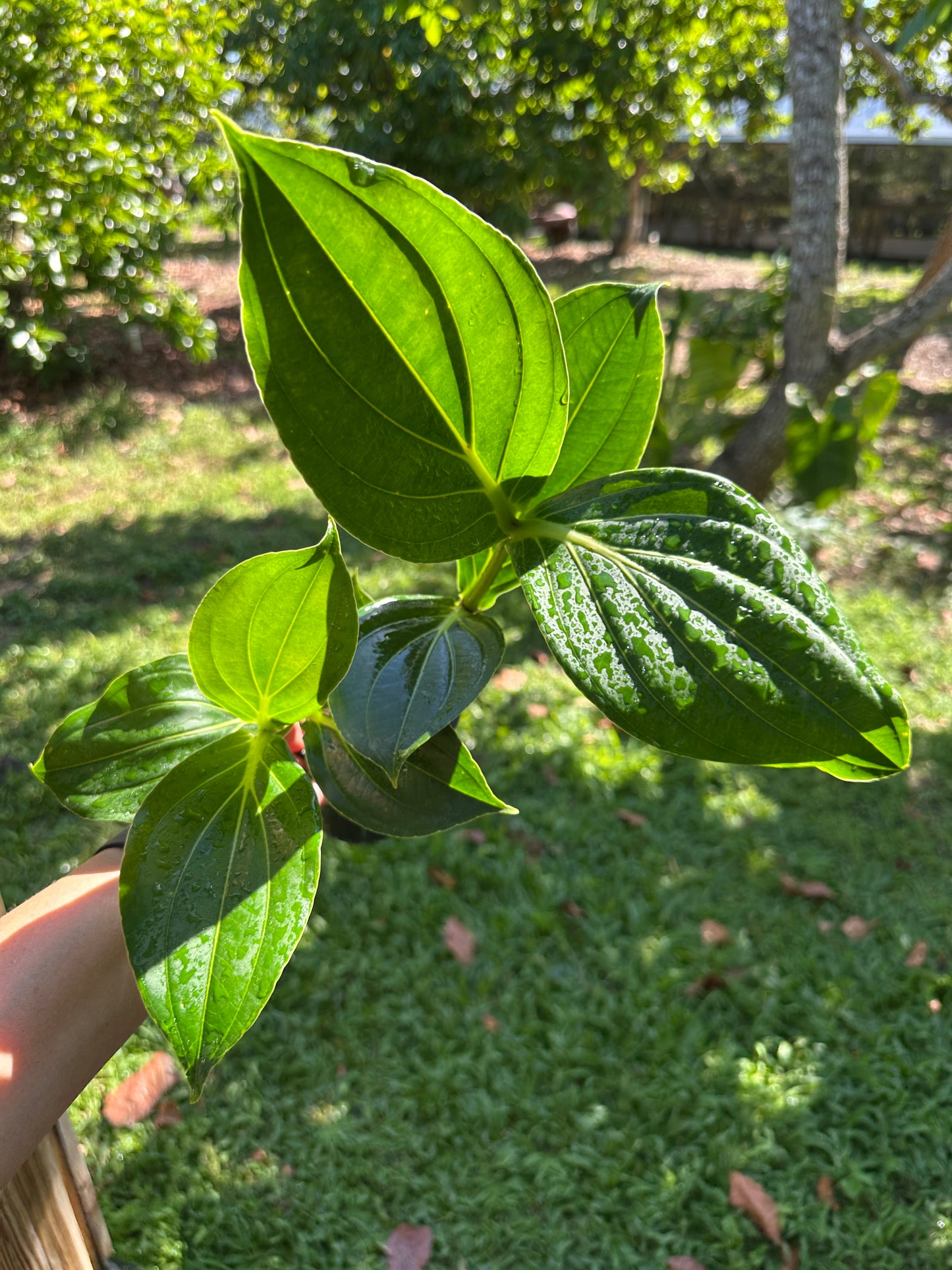 Medinilla Magnifica Royal Pearlz (Famous Chandelier Flowers)