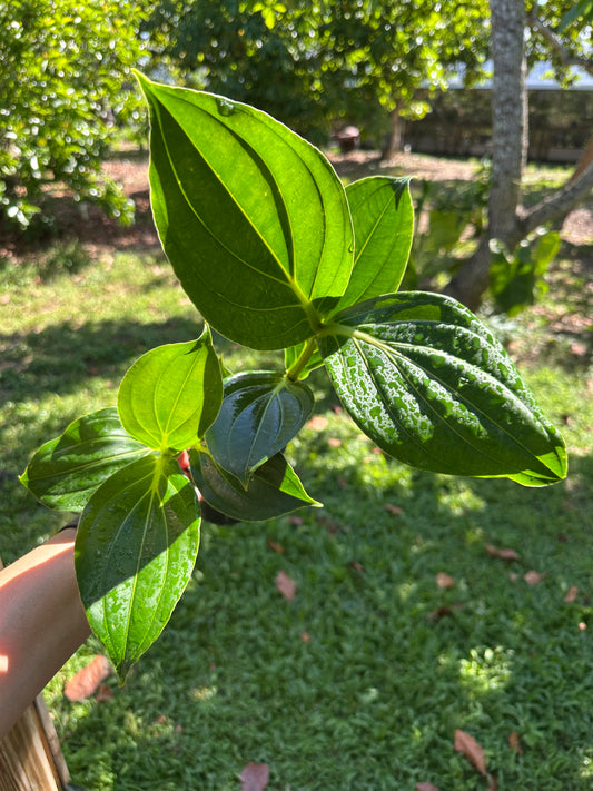 Medinilla Magnifica Royal Pearlz (Famous Chandelier Flowers)