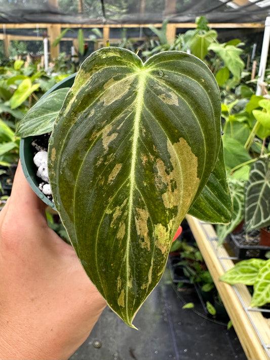 Philodendron Melanochrysum Variegated