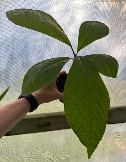 Coccoloba tuerckheimii Rare