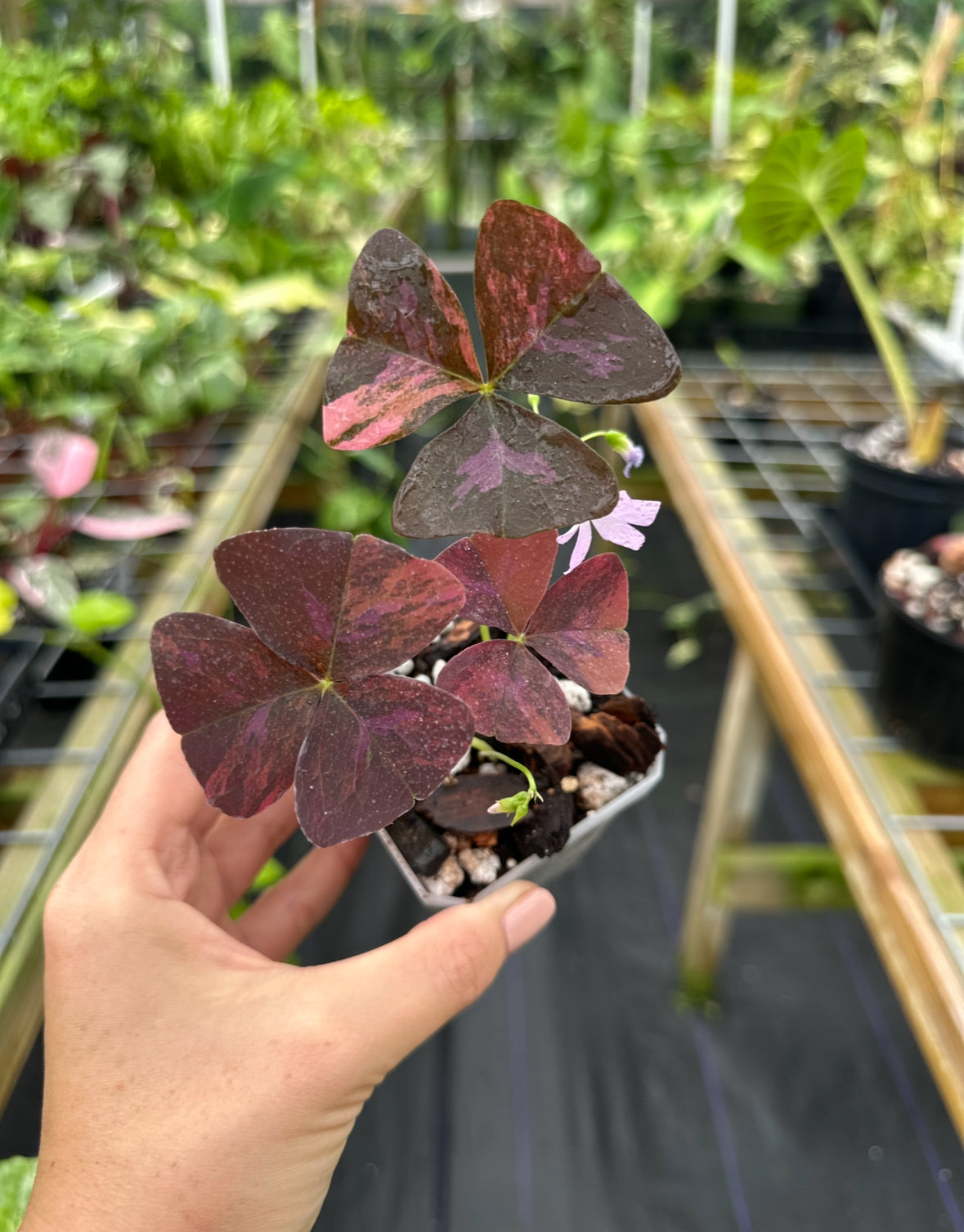 Oxalis triangularis variegated (EXACT PLANT)