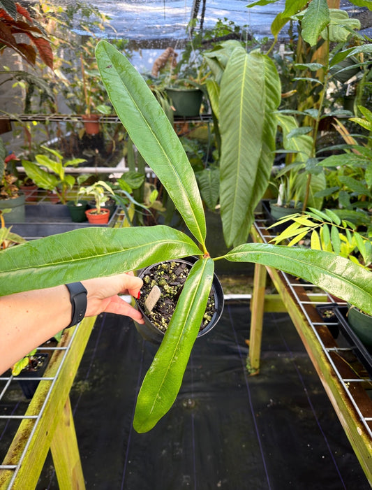 Clavija domingensis Rare