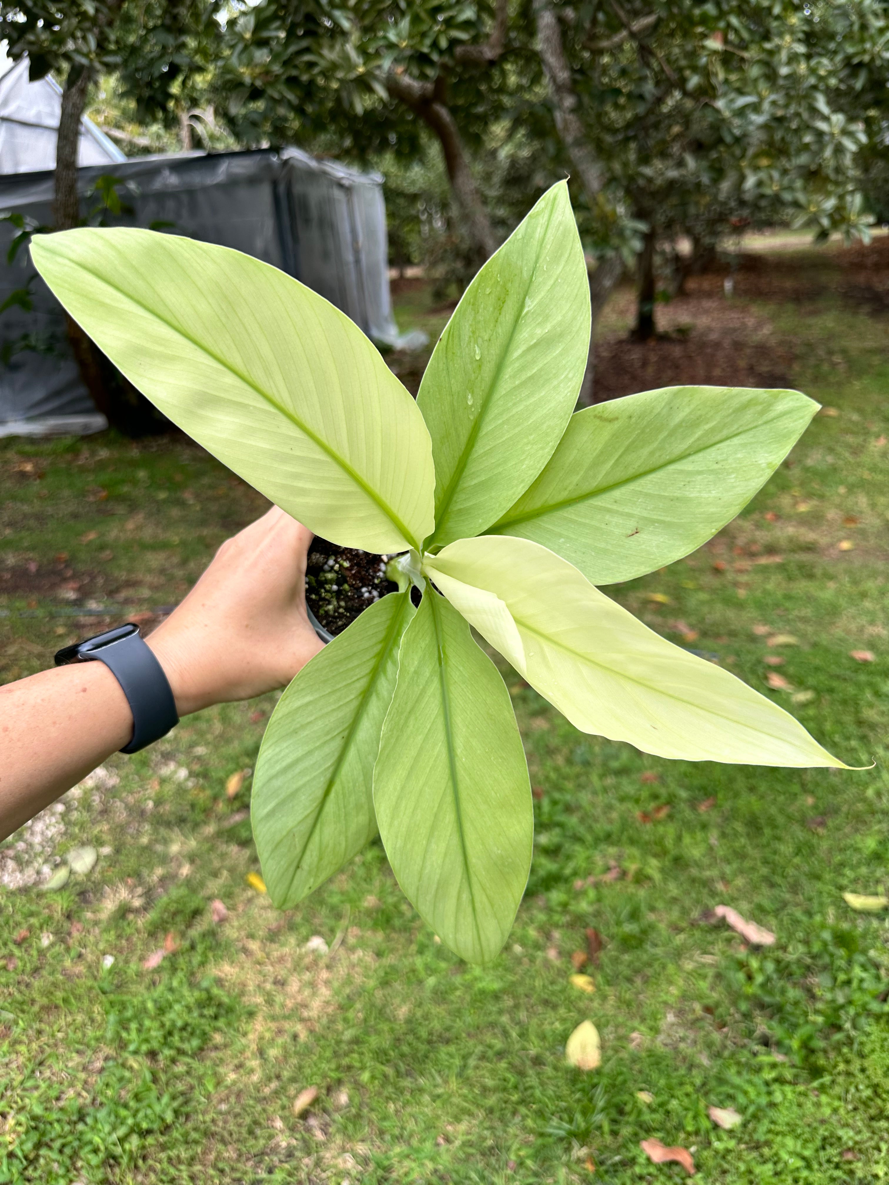 その他観葉植物 Musa Wah Kom Mint Rare Musa Mint Variegated Ornamental Banana Tree – Top Notch