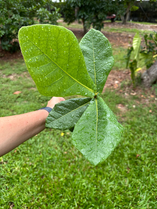 Coccoloba rugosa