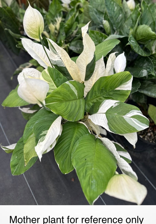 Spathiphyllum "Wizard" Albo variegated Peace Lily