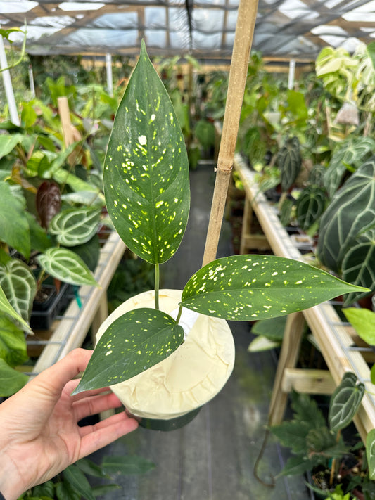 Rare Aglaonema NOID