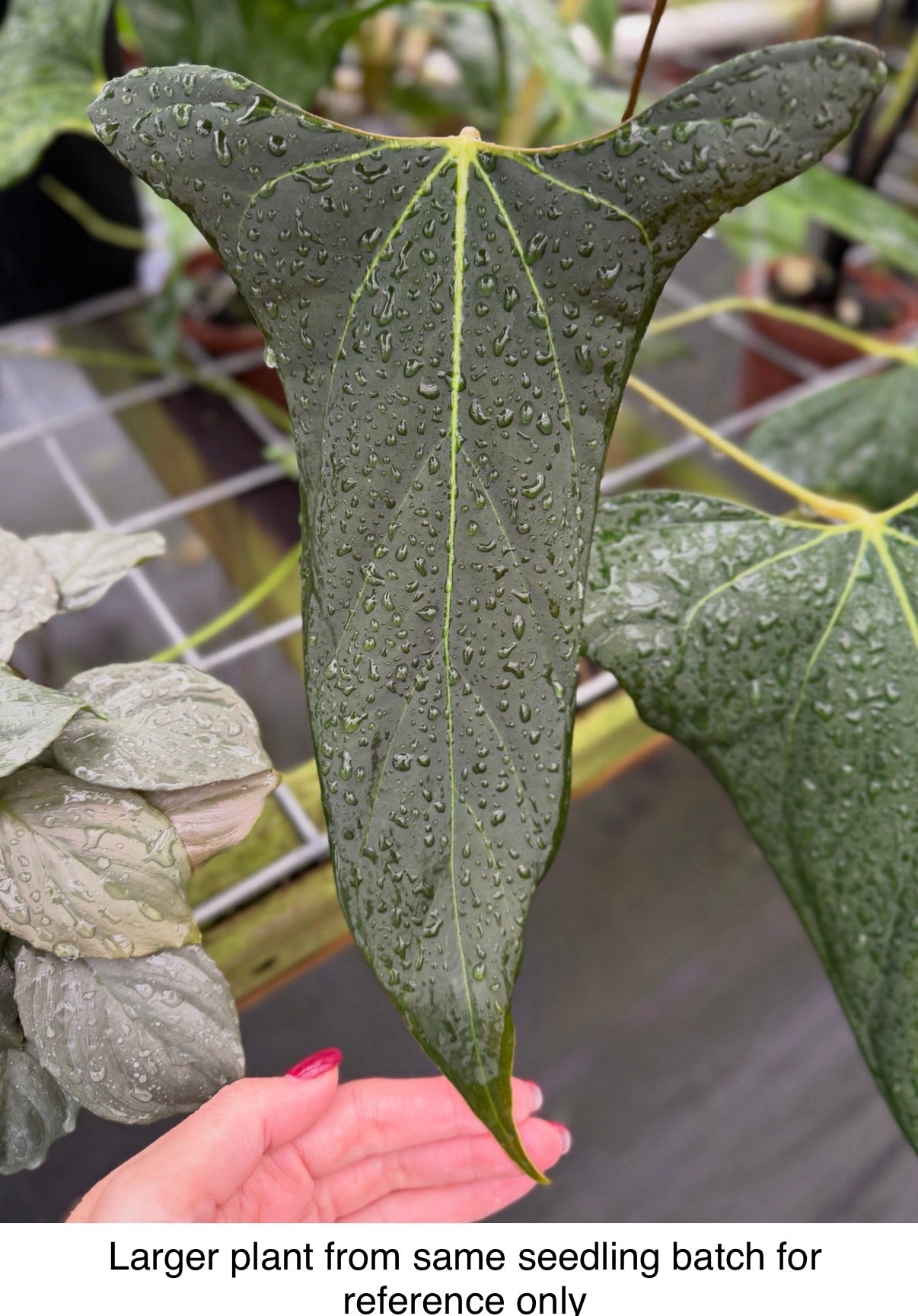 Anthurium portilloi Ree Gardens, Exact Plant