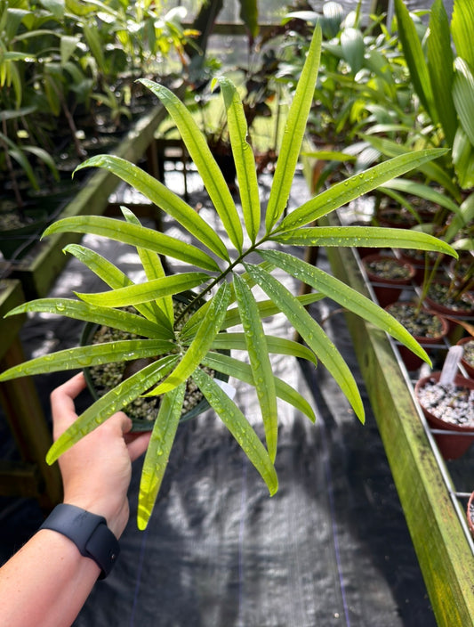 Cycas scratchleyana Rare Cycad EXACT PLANT