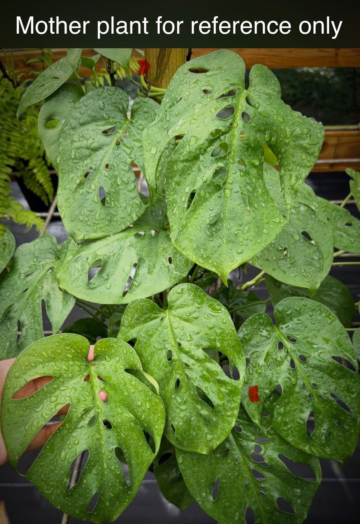Amydrium sp. Sumatra