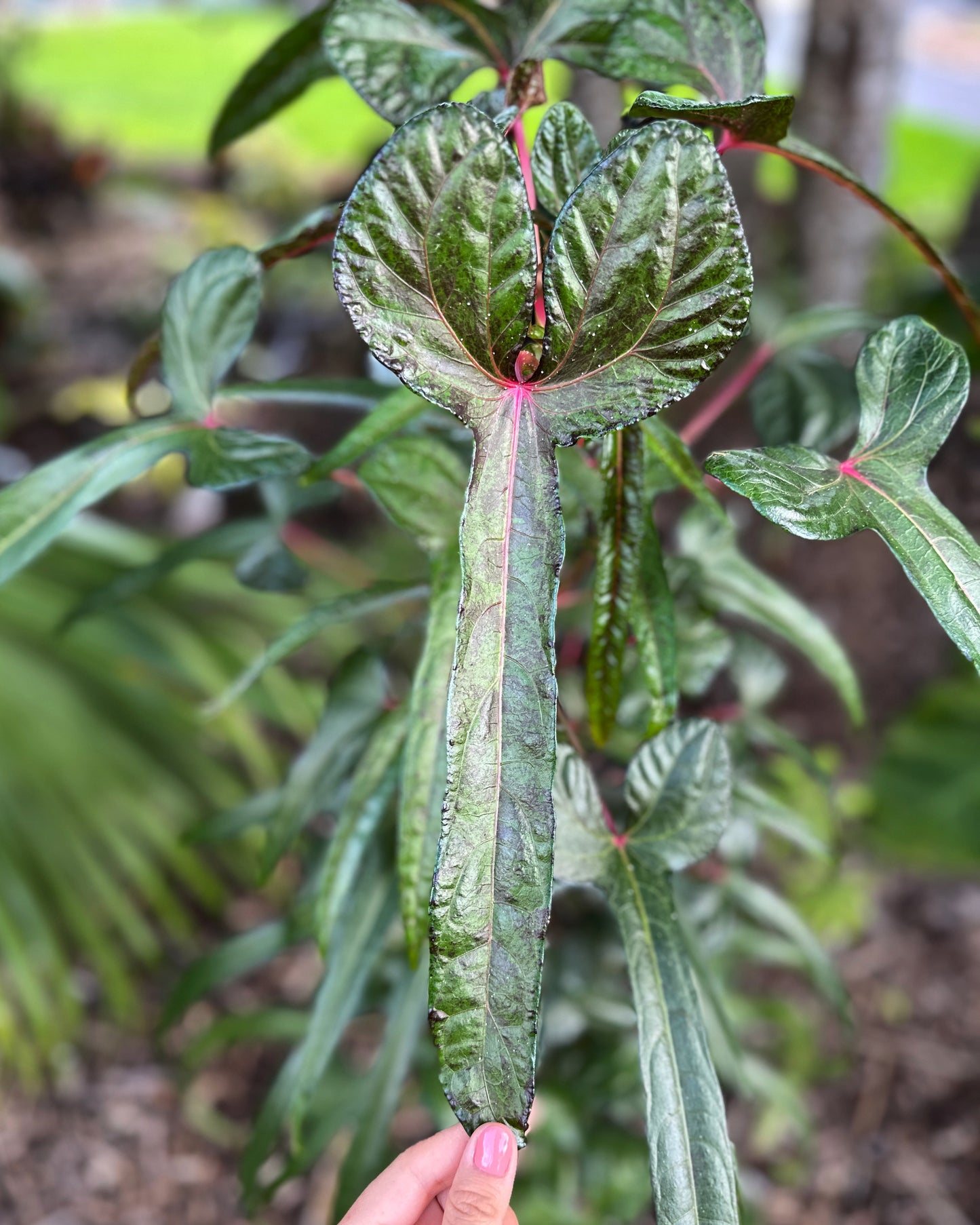 Abelmoschus manihot sp. papua cenderawasih