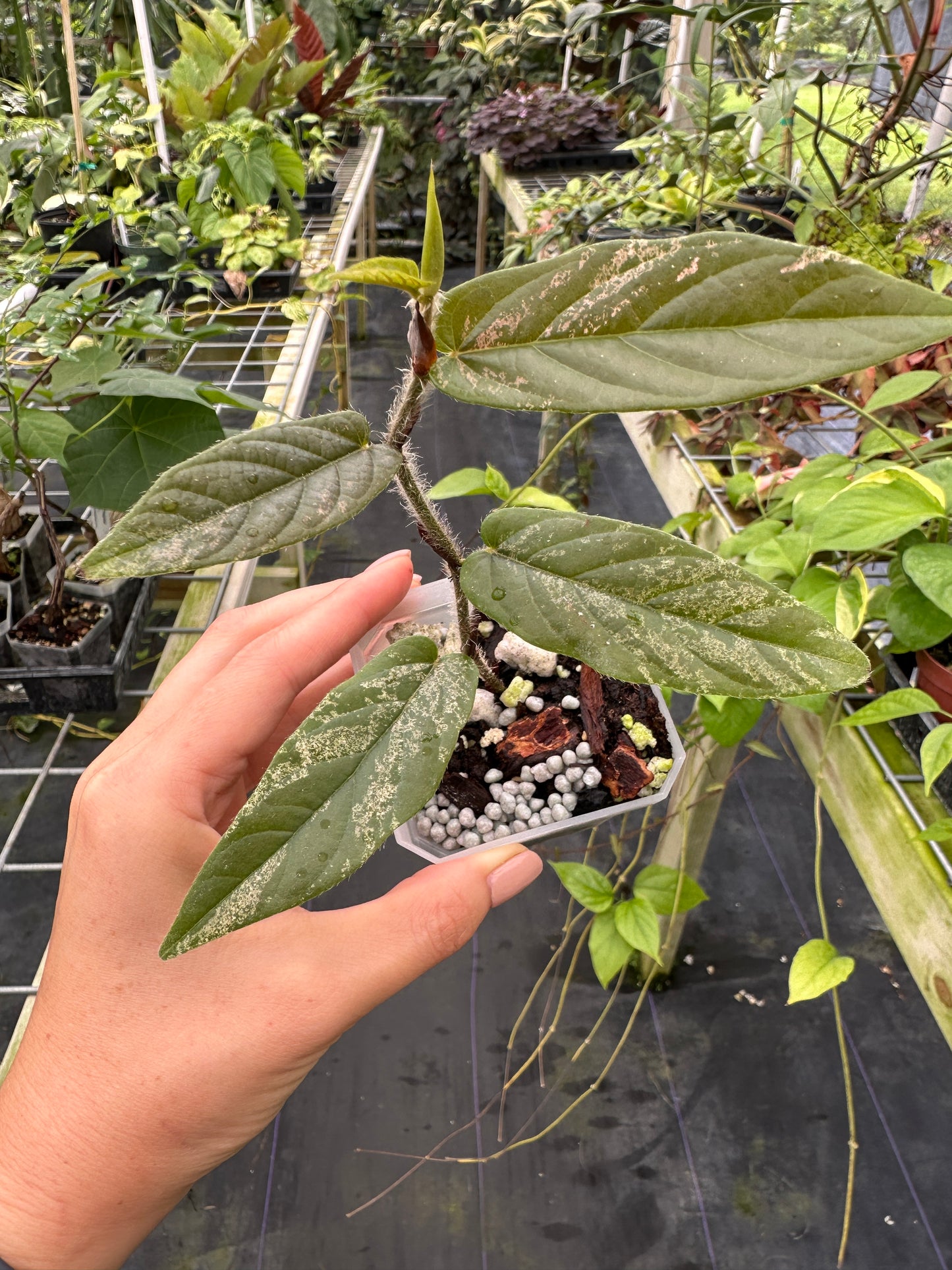 Rare Ficus sagittata variegated
