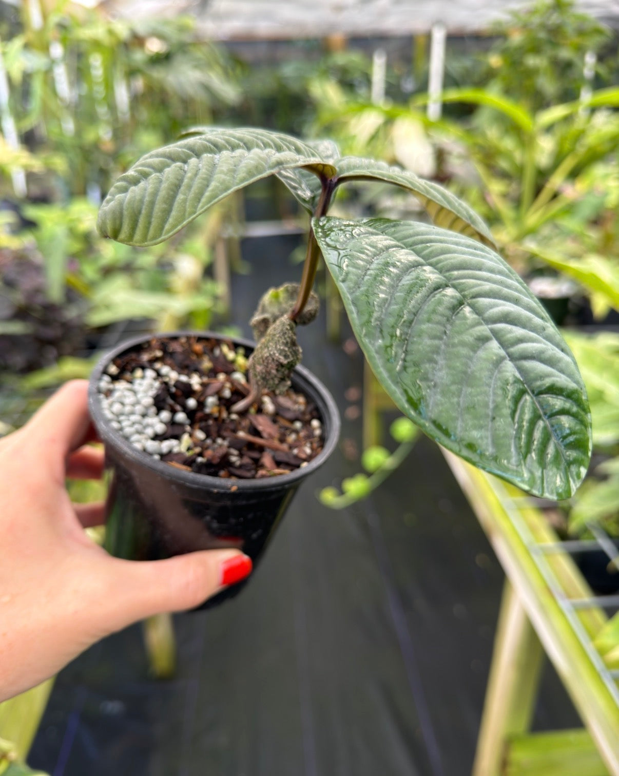 Syzygium jiewhoei, Rare