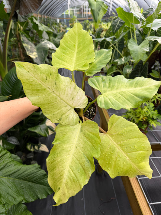 Philodendron Snowdrift High Color