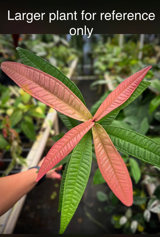 Syzygium sp. Celebes, Pink Emergent