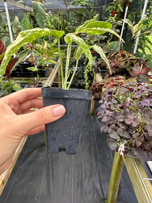 Amydrium sp. High variegated Starter plant