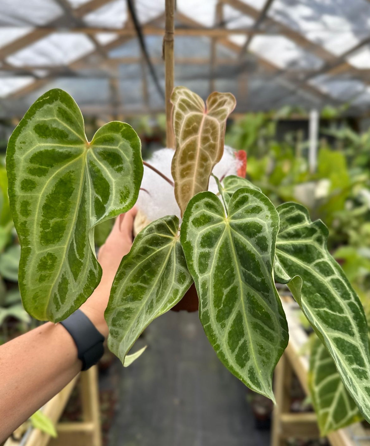 Anthurium "Selby's Silver"