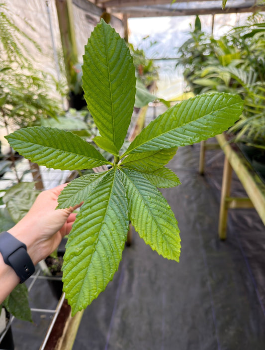 Dillenia indica tree