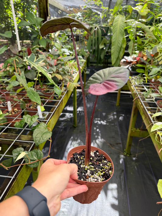 Alocasia 'Serendipity' Pink Variegated (EXACT PLANT)