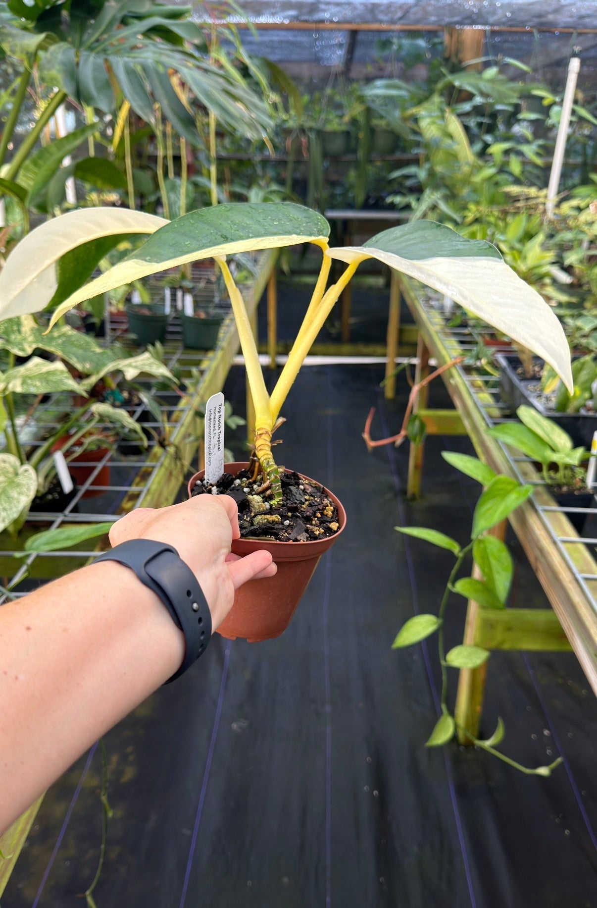 Epipremnum giganteum Albo High Variegated