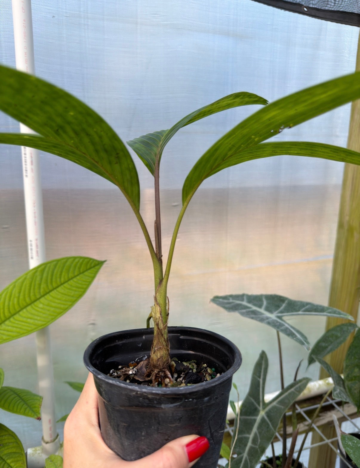Pinanga crassipes