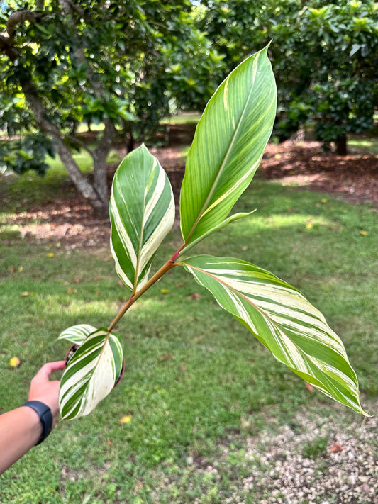 Riedelia sp. Variegated Red Stem Ginger Plant, Rare