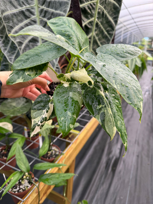 Schismatoglottis sp. Albo variegated