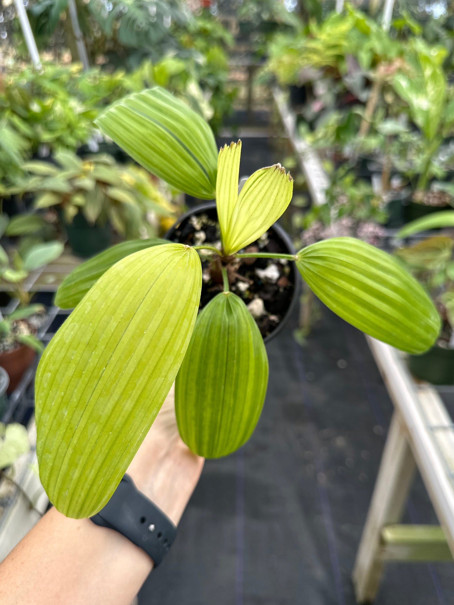 Rhapis excelsa 'Mangetsunotakara' Dwarf Variegated, Rare Dwarf Variegated Lady Palm Japanese Cultivar (EXACT PLANT)