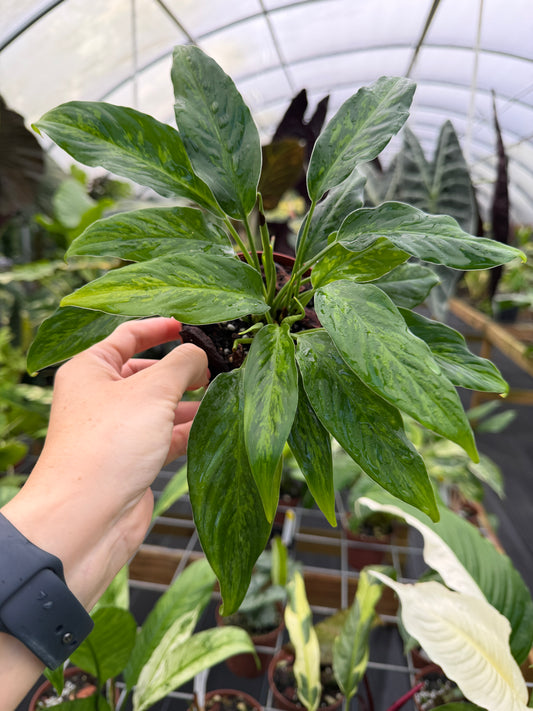 Ooia altar, Rare Aroid