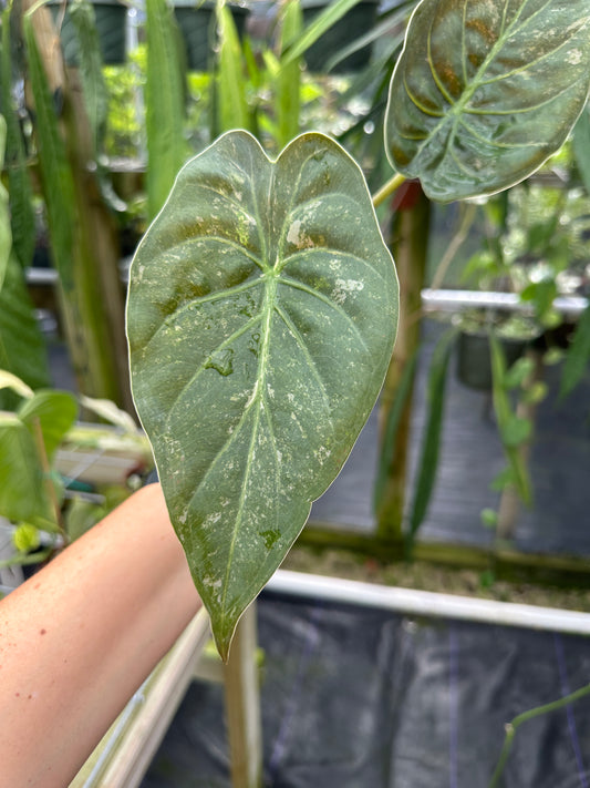 Alocasia wentii Variegated (Glitter type variegation)