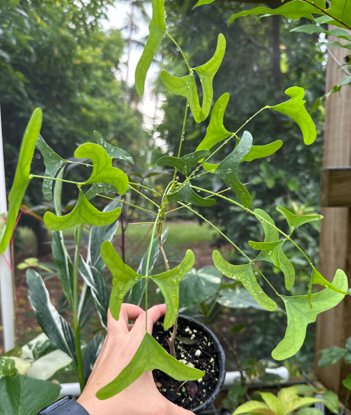 Erythrina vespertilio, Batswing Coral Tree