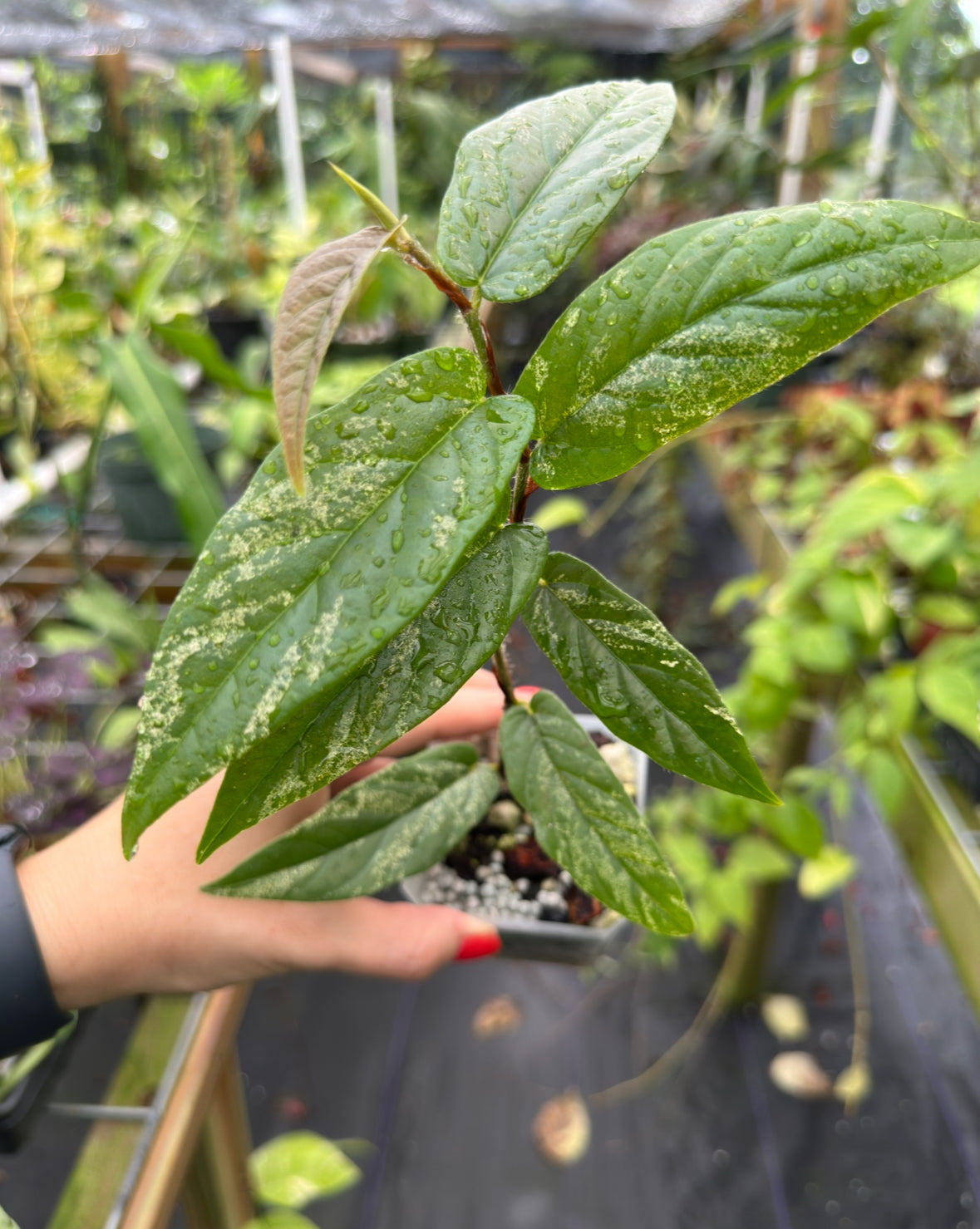 Rare Ficus sagittata variegated