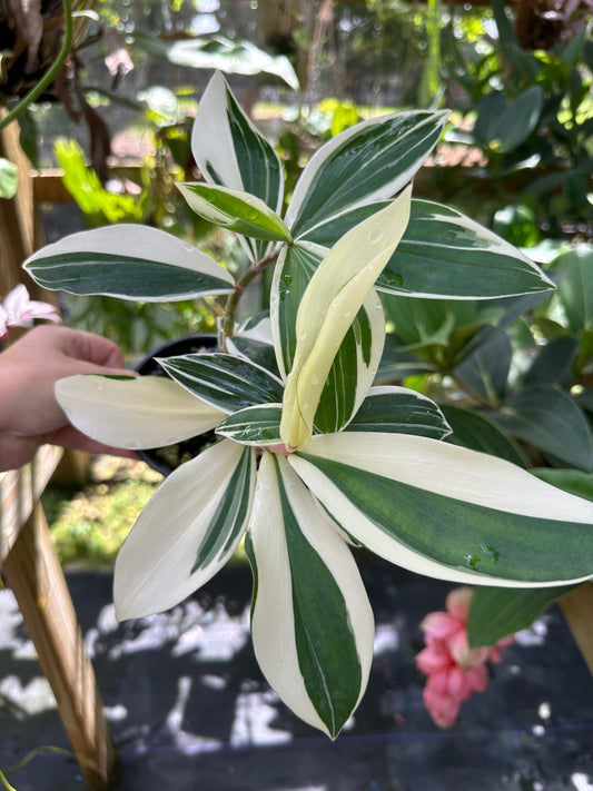 Costus sp. variegated