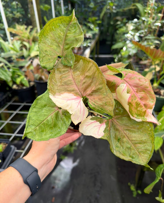 Syngonium podophyllum "Strawberry Ice" variegated