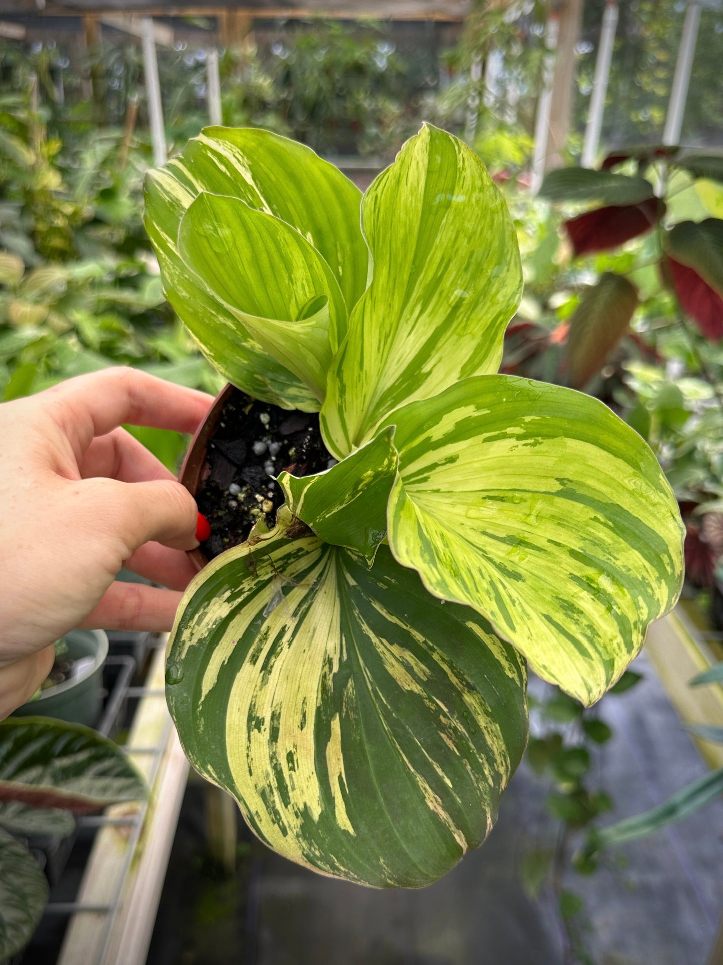 Rare Kaempferia sp. aurea variegated