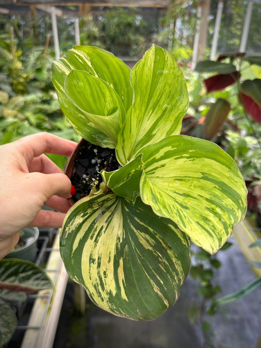 Kaempferia sp. aurea variegated